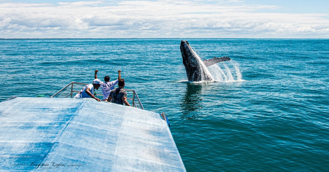 AVISTAMENTO DE BALEIAS